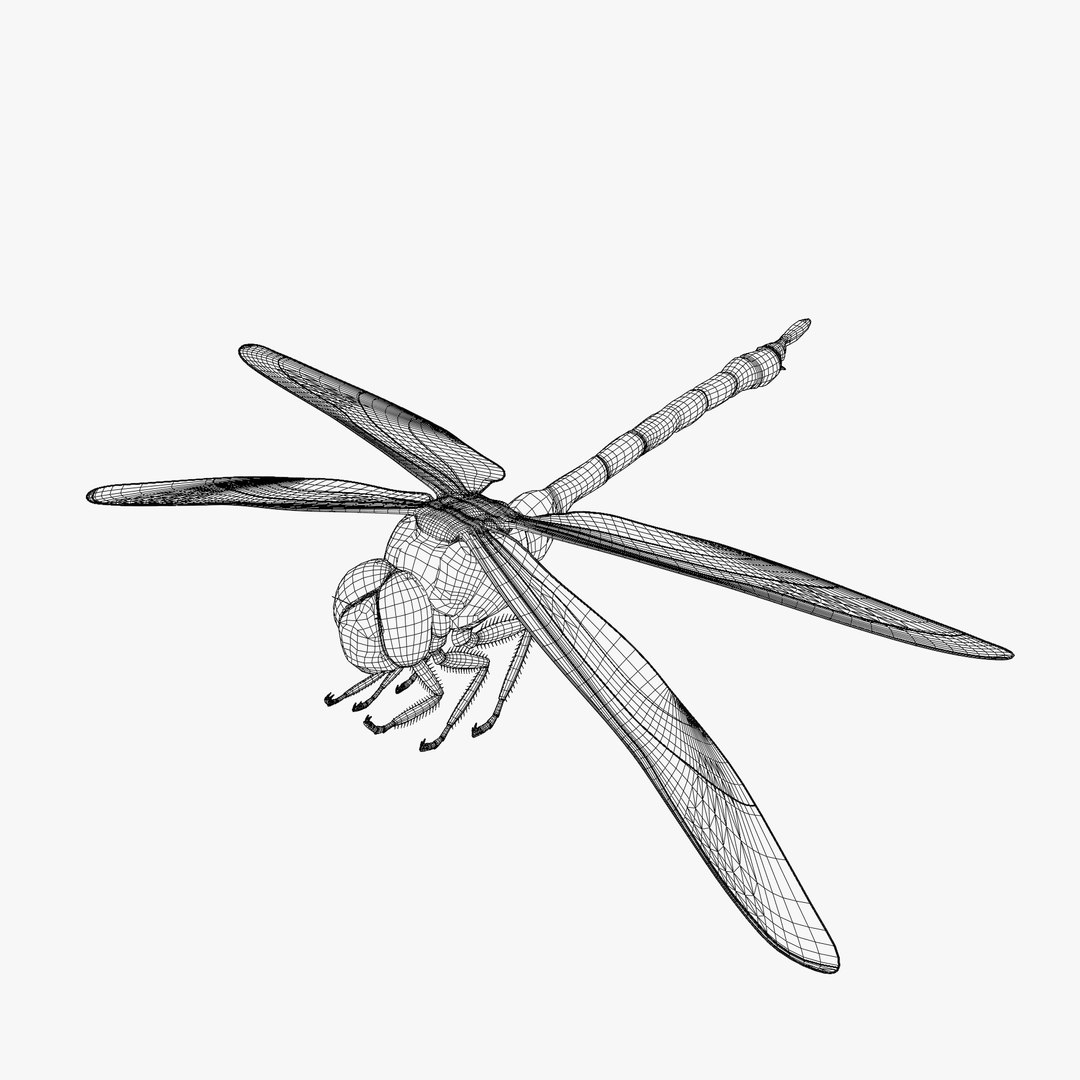 Dragon Fly 3d Model Animated model https://p.turbosquid.com/ts-thumb/T2/uXanh8/54/uv/png/1713331283/1920x1080/fit_q87/c82619f4bae0c01b4ebd95b91650b01a00fbae7c/uv.jpg