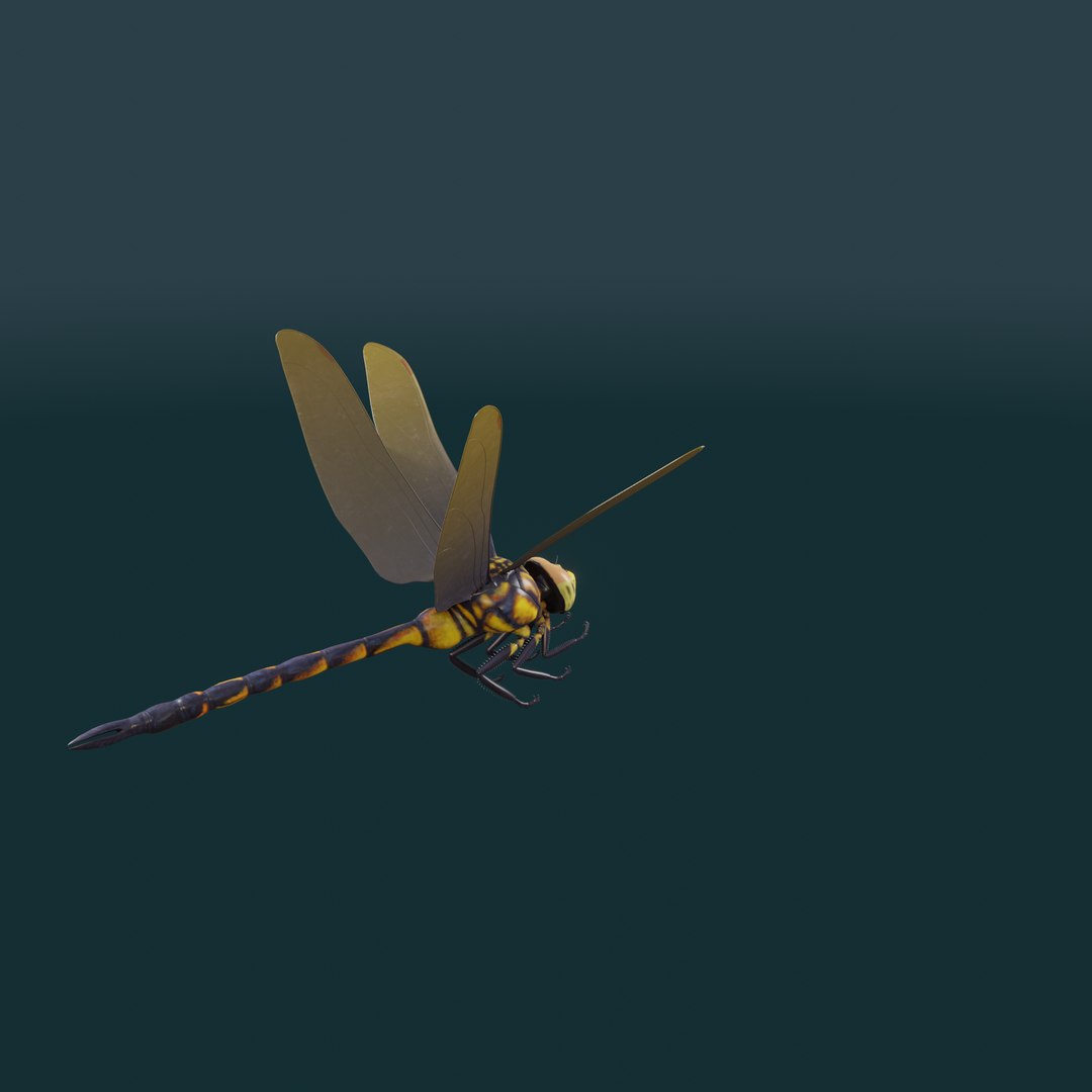 Dragon Fly 3d Model Animated model https://p.turbosquid.com/ts-thumb/T2/uXanh8/zJ/a_009/png/1713331223/1920x1080/fit_q87/aaf84a5ac43708b45250560beaa4817a060ba5ee/a_009.jpg