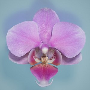 3d obj orchid flower