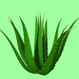 aloe