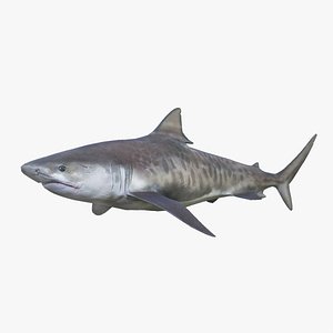 Tiger Shark - Game Ready
