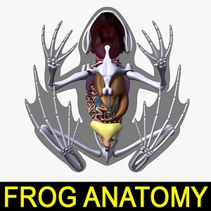 3ds frog anatomy body