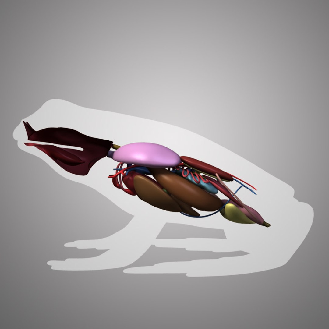 3ds frog anatomy body