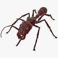 Bullet Ant Fur