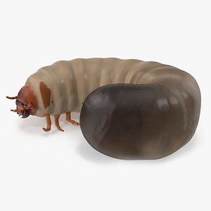 Maggot May Bug Rigged for Cinema 4D