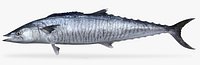Wahoo 4