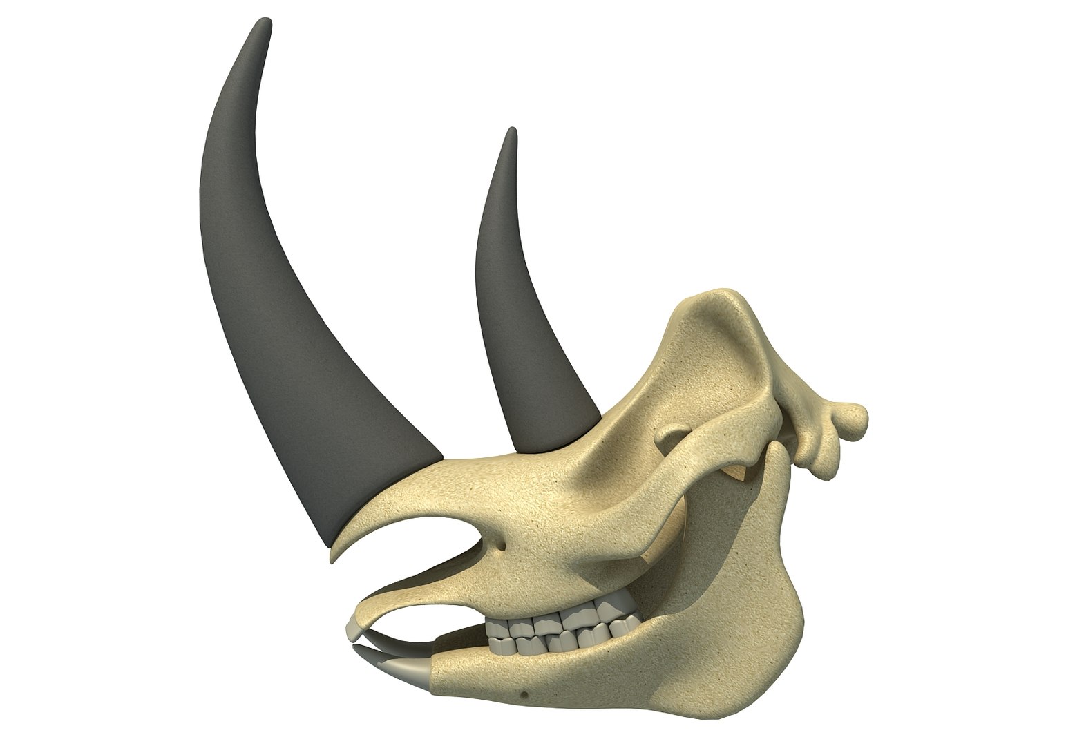 【超希少】テキサス　ロングホーンスカル　頭蓋骨 ☆即納☆迫力！ テキサス ロングホーン☆ - 頭骨・骨格標本