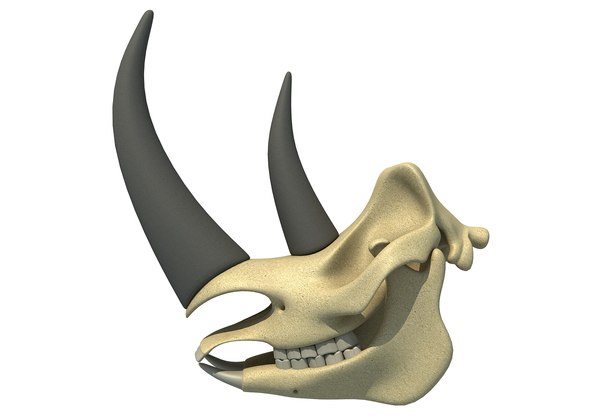 サイの頭蓋骨3Dモデル - TurboSquid 1340749 サイの頭蓋骨3Dモデル - TurboSquid 1340749