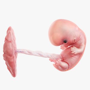 Fetus Week 8 Animated 3D model