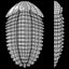 3d trilobite model