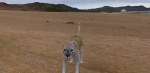 3d pard model