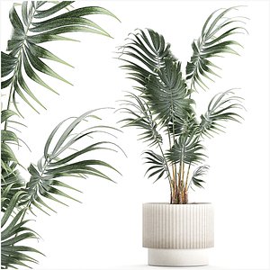 3D Beautiful small indoor Howea palm tree in a flower pot 1460