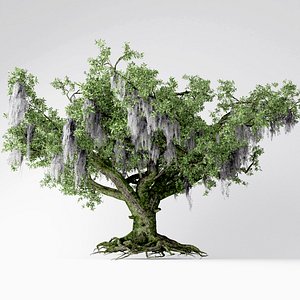 3D live oak tree model