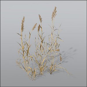 reed grasses dry 3d c4d