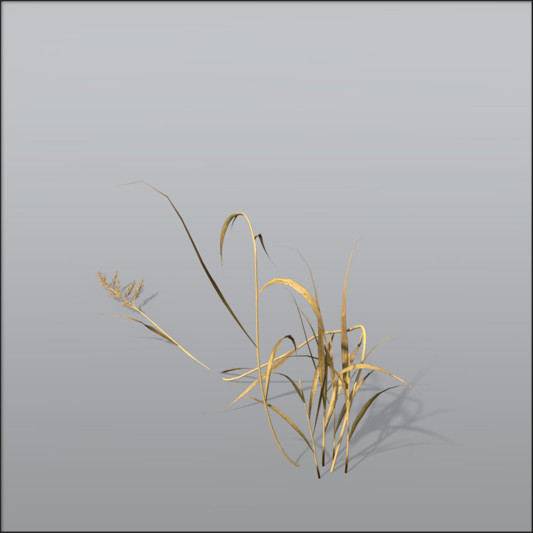 reed grasses dry 3d c4d