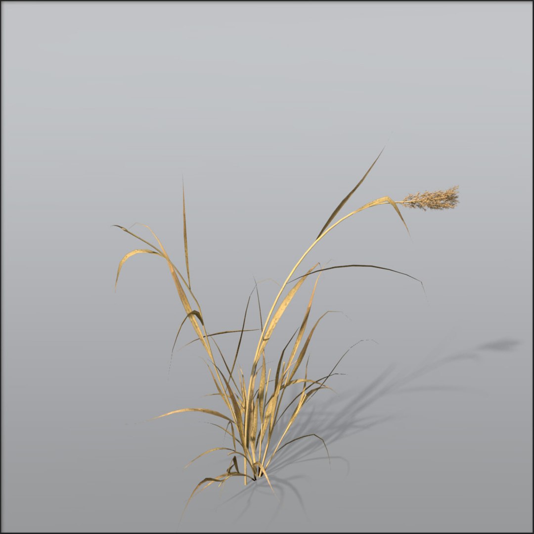 Reed Grasses Dry 3d C4d