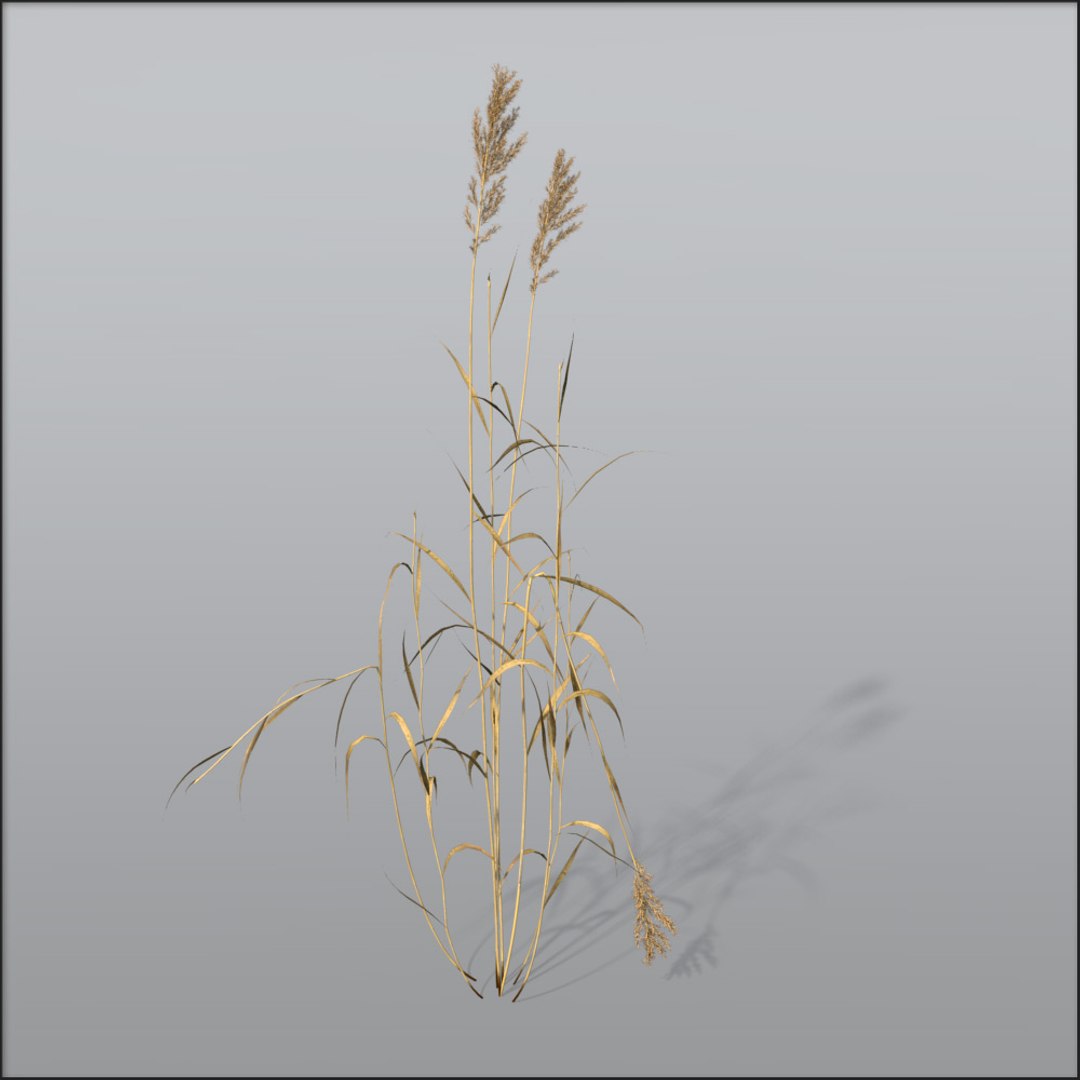 Reed Grasses Dry 3d C4d