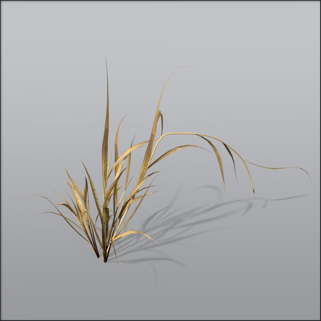 Reed Grasses Dry 3d C4d
