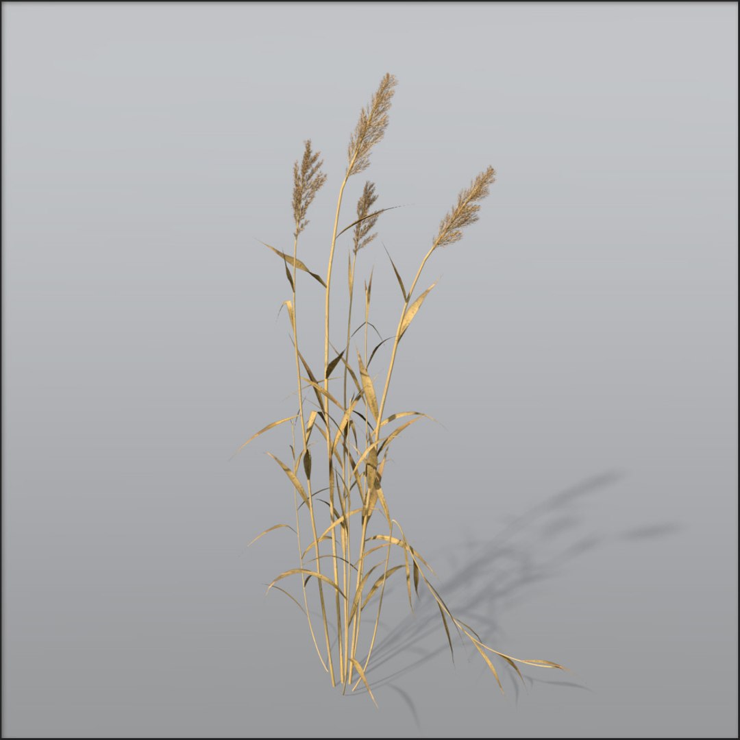 Reed Grasses Dry 3d C4d