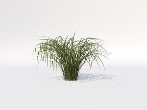 Carex Pendula Sedge