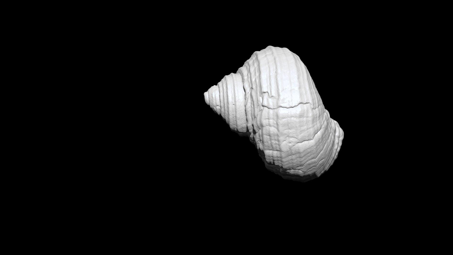 3D Seashell 016 3D CT Scan Model Model - TurboSquid 1846039