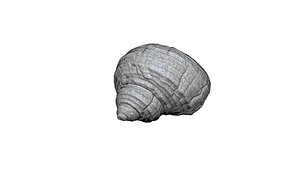 3D Seashell  016 3D CT scan model model