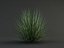 poa bluegrass