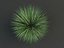 poa bluegrass