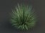 poa bluegrass