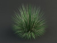 poa bluegrass