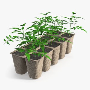 Tomato Seedlings in Biodegradable Peat Cell Tray