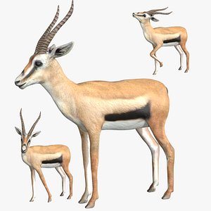 3D fully rigged low poly Gazelle model
