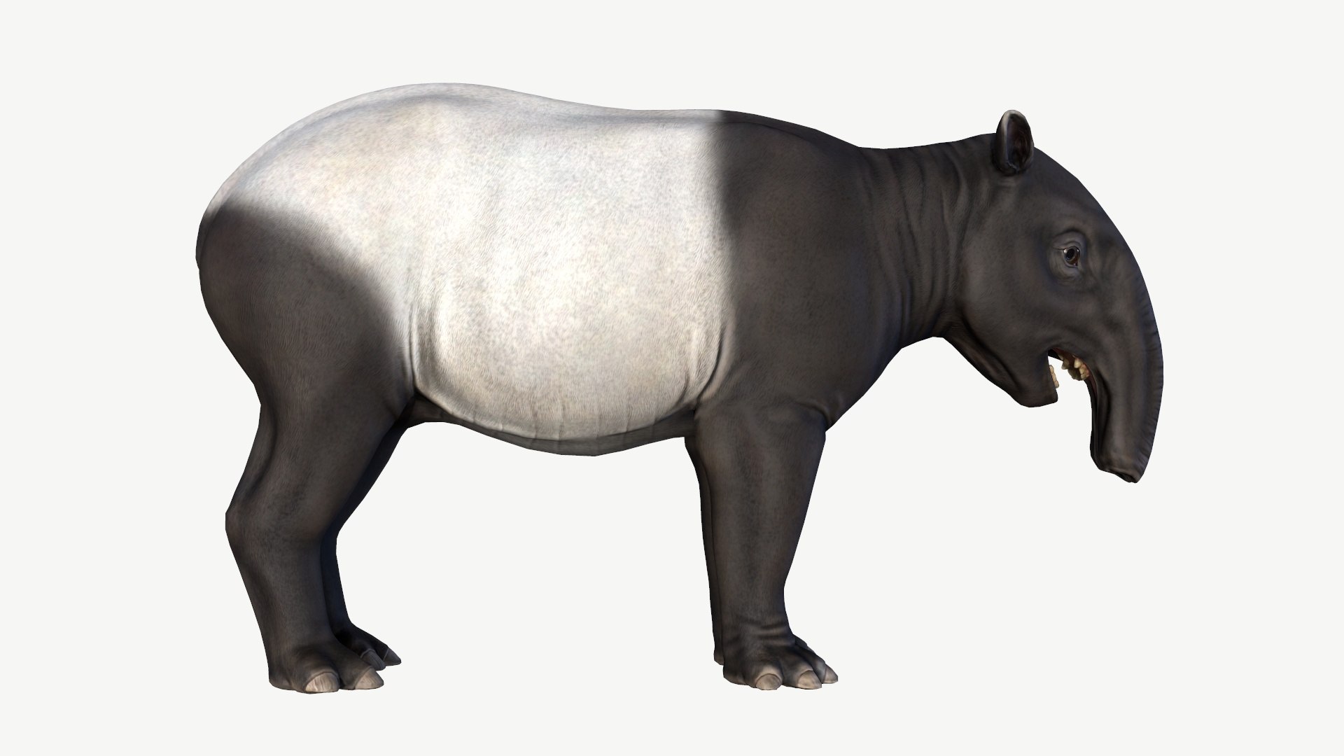 Malayan Tapir model https://p.turbosquid.com/ts-thumb/T4/mjh3vq/Gg/2/jpg/1728352514/1920x1080/fit_q87/40aedc028d69ee564e211a429138ac003dfef0ce/2.jpg