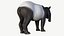 Tapir malayo