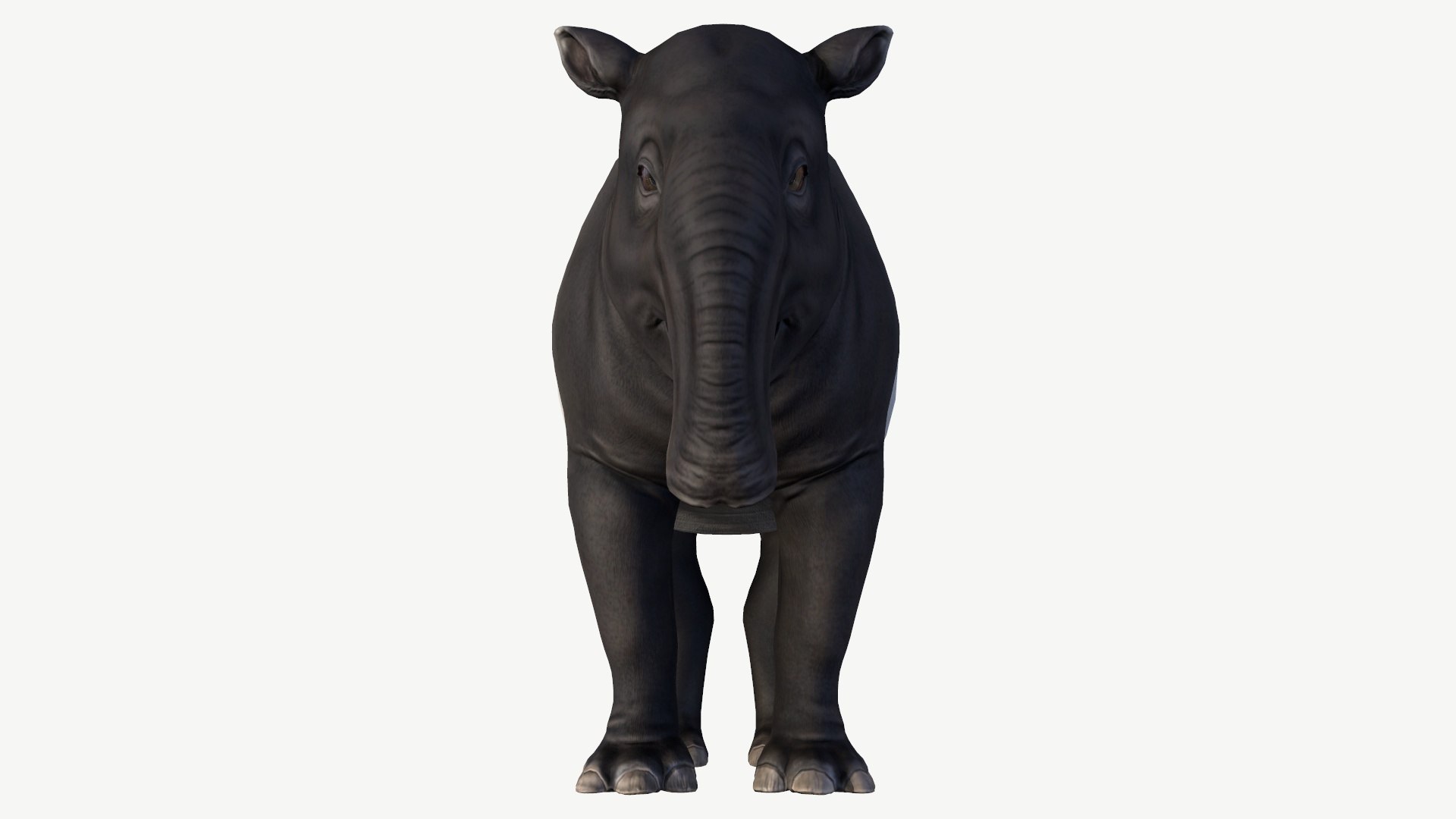 Malayan Tapir model https://p.turbosquid.com/ts-thumb/T4/mjh3vq/iu/6/jpg/1728352519/1920x1080/fit_q87/b91c2b34a6c9ef434c7775cda2d649e3a9bce551/6.jpg
