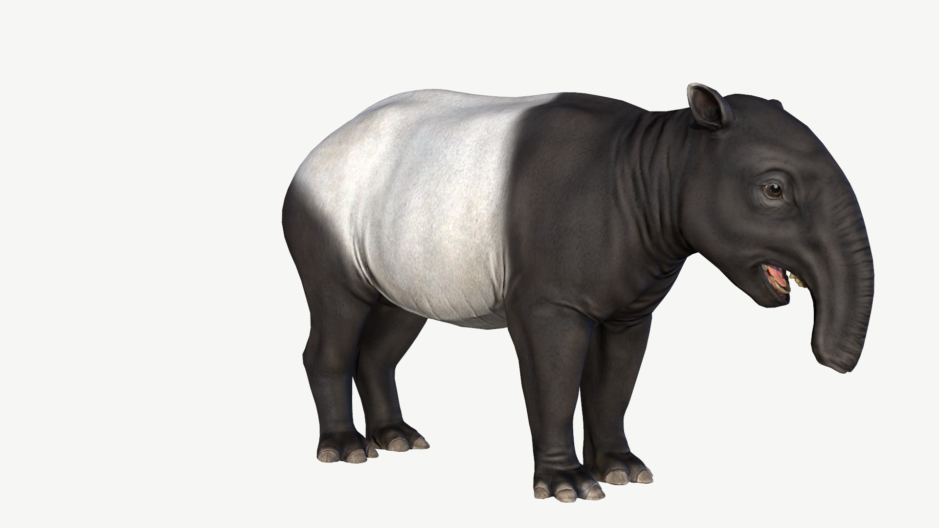 Malayan Tapir model https://p.turbosquid.com/ts-thumb/T4/mjh3vq/xI/malayantapir/jpg/1728352557/1920x1080/turn_fit_q99/64a12da1d337406f05354e01180b21dce634c69a/malayantapir-1.jpg