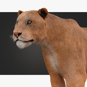 3D Lioness model