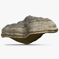 Mushroom Polypore
