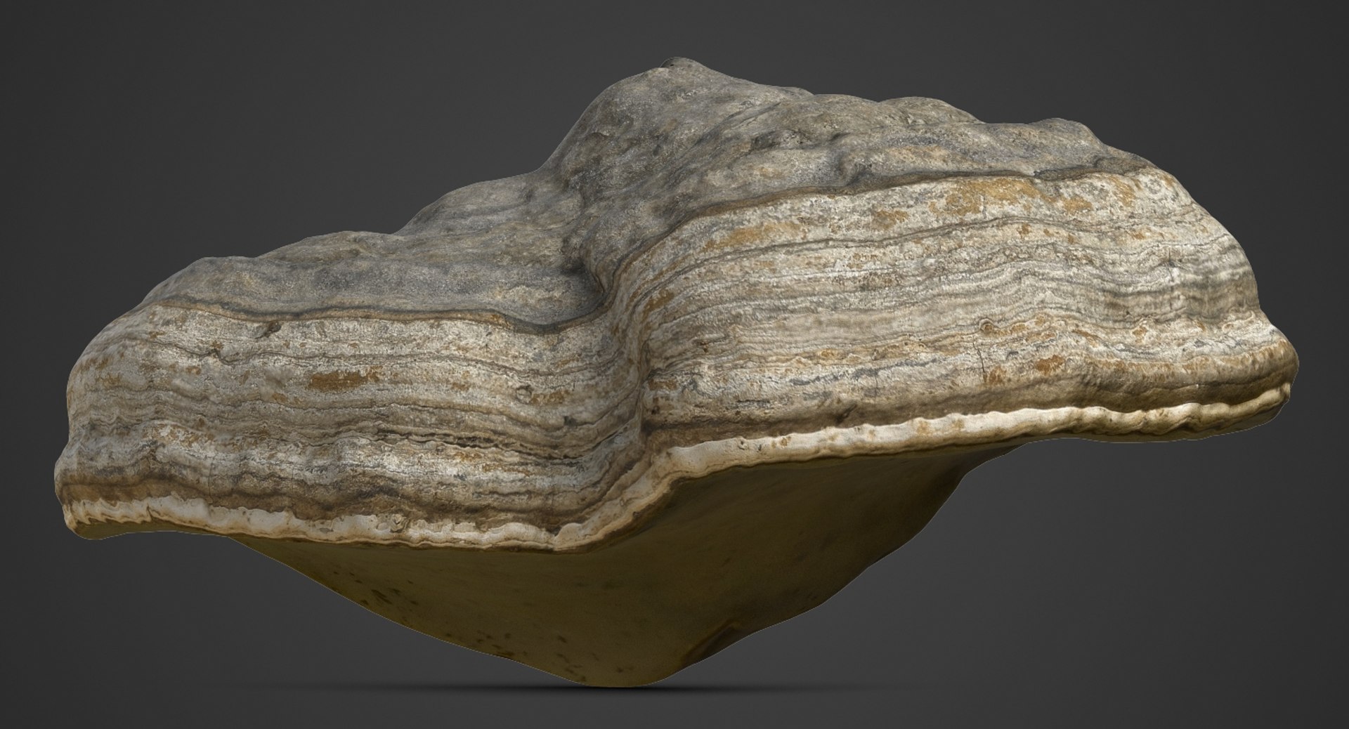 3ds mushroom polypore