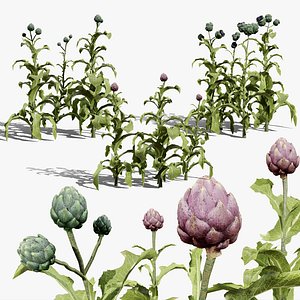 3D Artichoke Plants 3D Model Pack