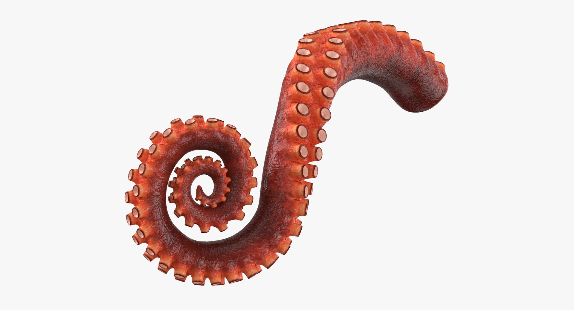 Octopus Tentacle Rigged 3d Model