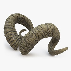 Sawed off Horns of a Ram