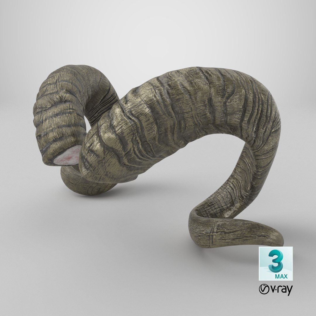 3D Sawed off Horns of a Ram https://p.turbosquid.com/ts-thumb/T5/ElSLwu/jE/stemcell_max_vray_render/png/1736781134/1920x1080/fit_q87/cb1f4eff013b7e1765b3ff8c7cea5e8152f3cd61/stemcell_max_vray_render.jpg