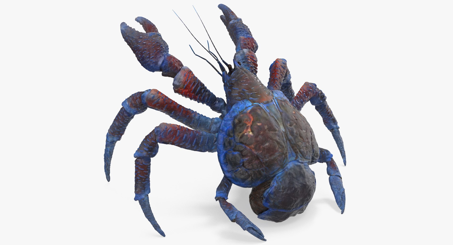 Coconut Crab Rigged 3D model preview
