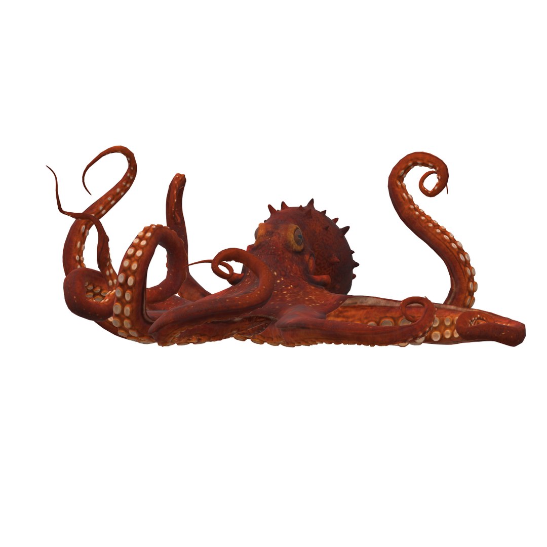 Octopus 3D Model - TurboSquid 2294955