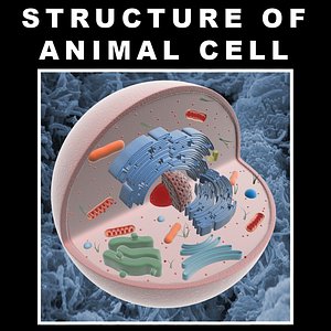 Animal Cell