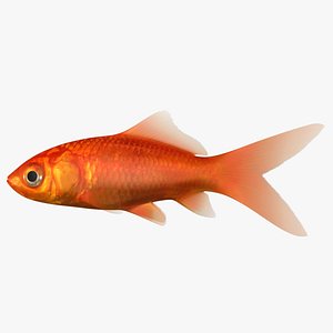 3D goldfish scanline ready model