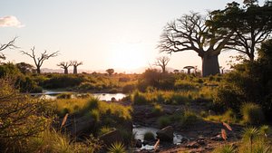 3D Collection 40 - African Plants model