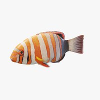 Harlequin Tuskfish - Static PBR