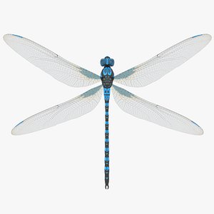 3D dragonfly model